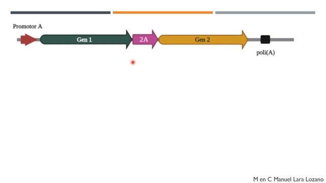 Sistema De Expresión Dual IRES Y 2A