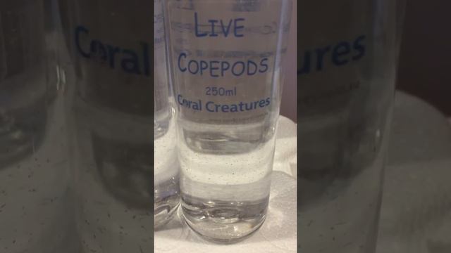 Copepods