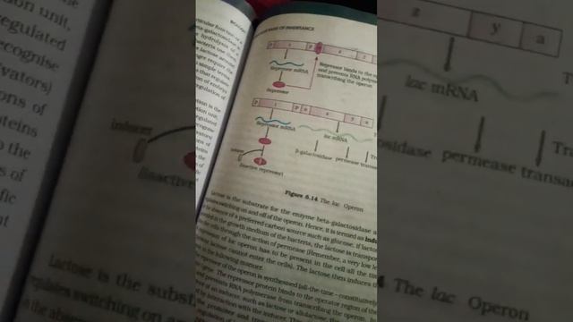 Lac Operon #neet2023 #studyhard #tarunsir#physicswallah #neetmotivation #neettopperssecrets