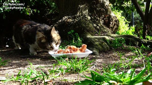 Stray Cat Doesn't Stop Checking Around For Something To Eat - Cat (4K HDR) Lucky Paws