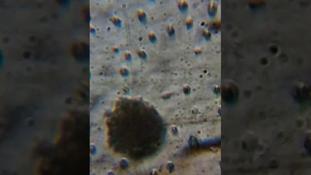 被子植物-樟科-紅楠-布朗運動-8