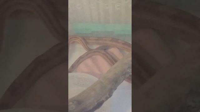 😂 #рекомендации #reels #рептилии #змея #snake #animal #эублефар #reptile #рептилия #pet