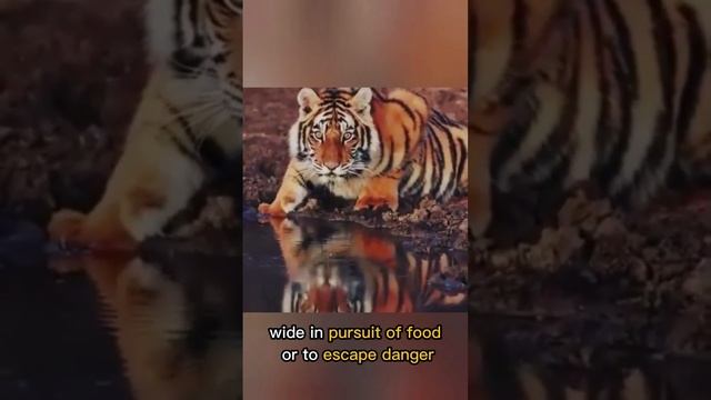 Tiger -- Biggest Cat İn The World #animals