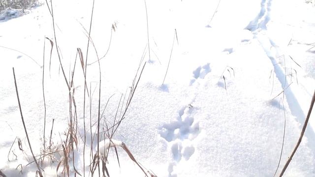 Охота на зайца 27.01.2022
