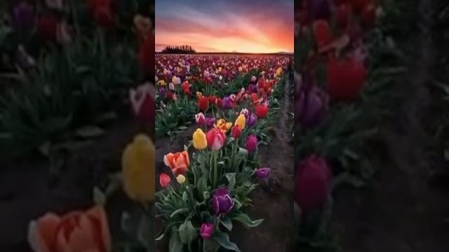 КРАСИВЫЙ НАШИД💖🌹💖