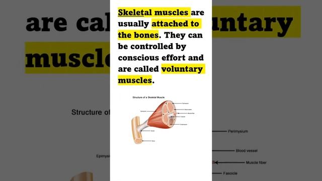 Muscular System