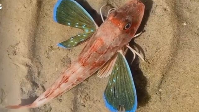 Рыба моей мечты.