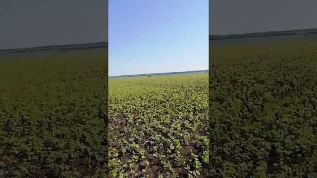 Гербицид по сое