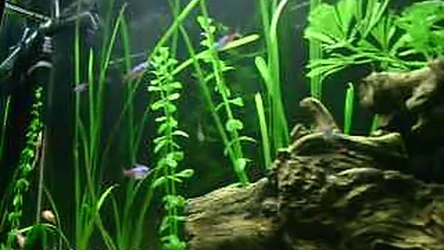 Танцующие рыбки