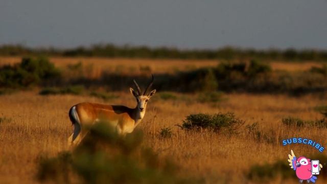 Gazelles: Agile Nomads Of The Desert - A Comprehensive Guide To The Intricate World Of Gazelles