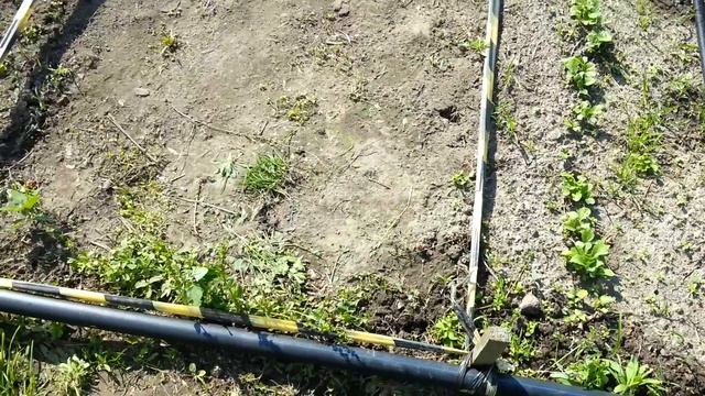 Дешевый капельный полив / RedHorn / На участке своими руками