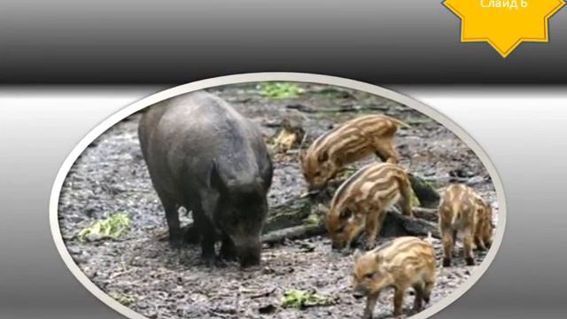Мир животных под слайдом