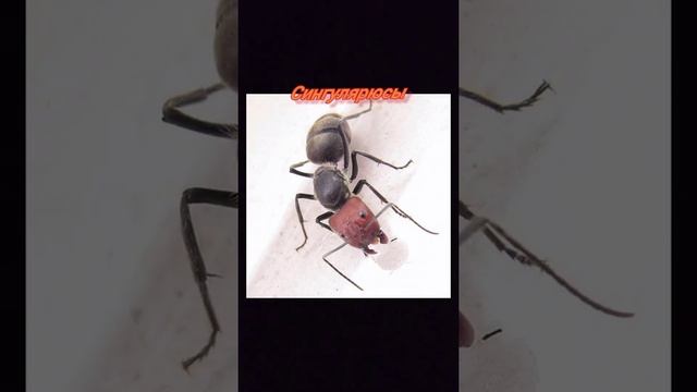 Экзотические муравьи