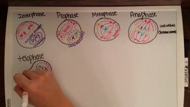 Cell Growth And Division