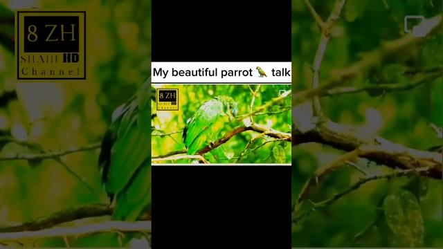 Beautiful Parrot🦜#parrot #shoorts #photography #viral