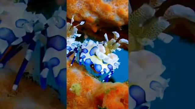 Most Beautiful Things Under Water 022