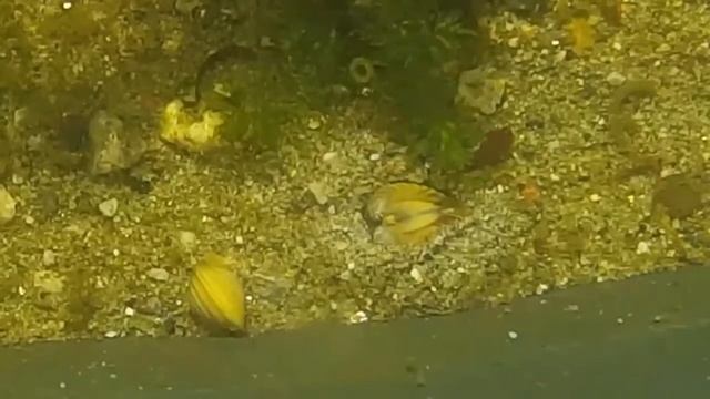 Corbicula Fluminea