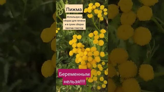 пижма