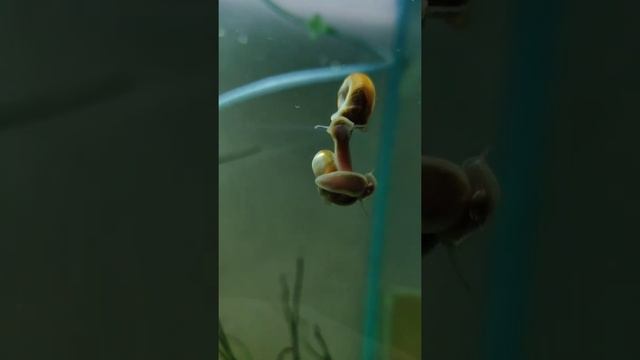 🐌 MARSH RAMS-HORN 🐌 #snail #snails #aquarium #snaillife #snailshell #cute #petsnail #animal #pets