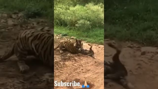 2b0adeeb9f6a2cdb8d3d88132164043d