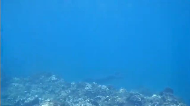 Monk Seals