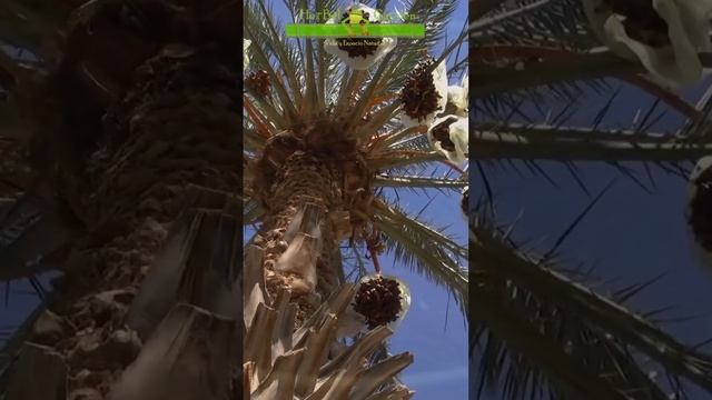 Palmera Datilera 🐸😋 #dátil #dátiles #palmeradatilera #mediooriente #jardinería #herbelgarden