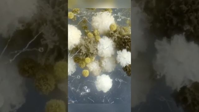 ПРОЦЕСС ОБРАЗОВАНИЯ ПЛОДОНОСЯЩИХ ОРГАНОВ У ГРИБОВ ASPERGILLUS