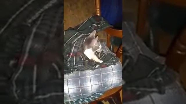 Francis Severe Cerebellar Hypoplasia(1)