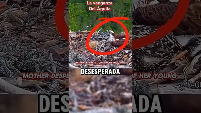 LA CADENA ALIMENTICIA