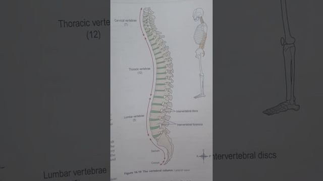 Human Vertebra Column !!Backbone Of Human