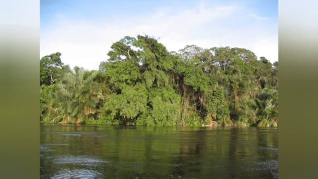 Африка,  презентація Сальва Ніколетти , 4-А клас