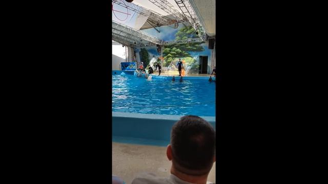 ТагилЛовит дарит Вам кусочек лета.Анапский дельфинарий, выступление представителей дикой природы