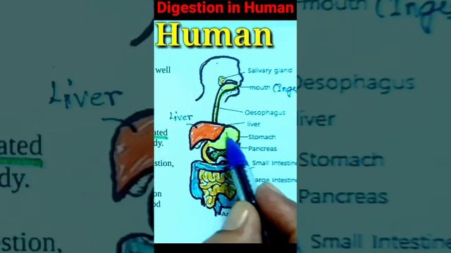 Digestive System In Human | Digestion Process | #biology #digestivehealth
