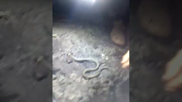 #Shorts Змея позна вечером в темнам лесу,wild Snake