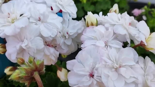 1 КАПЛЯ и ГЕРАНЬ Нарастить до 30 ЦВЕТОНОСОВ, вмиг ЗАЦВЕТЕТ