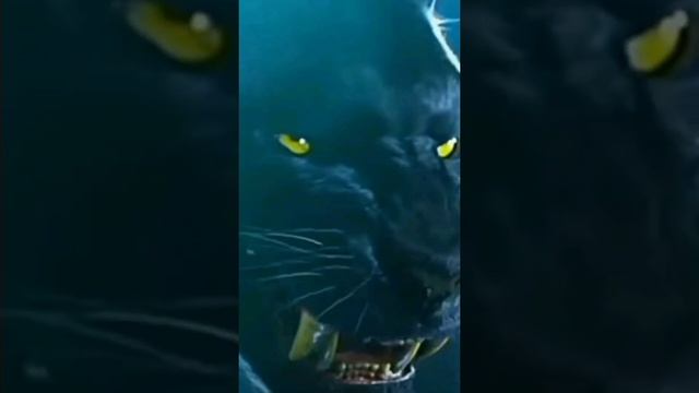 Wolf Vs Tiger Vs Black Panther Vs Lion Attitude Status