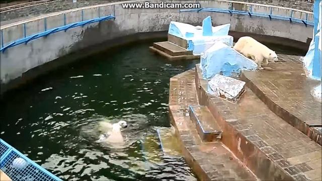 Утренние прыжки, плавание,борьба. 25.05.20 г.