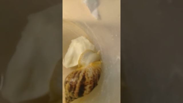 Моя собака нора и улитка