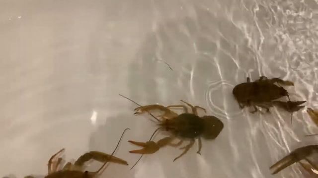 Познаём раков