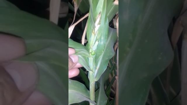 First fruiting stage of Tasbhi plant bearing First seed green in colour.