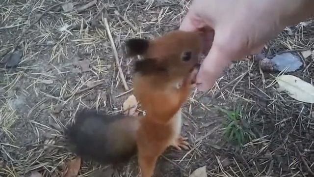 Белка 27 09 23 эквилибрист