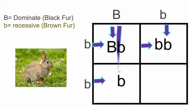 Punnett Squares Rap Song