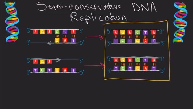 DNA Replication