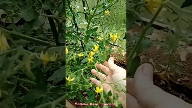 Каскад цветов черри томата.. в июле..