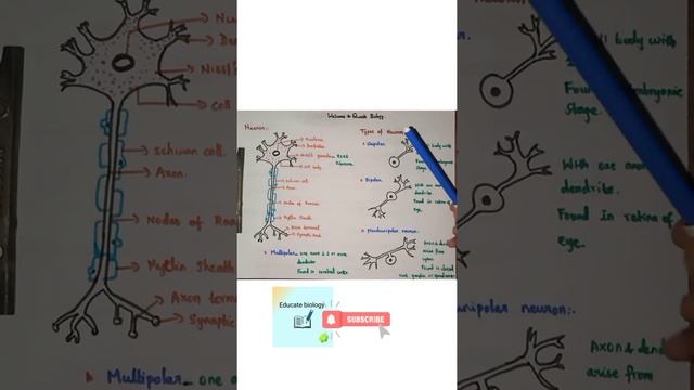 Neuron | Types of neuron | ncert highlights #shortsbeta