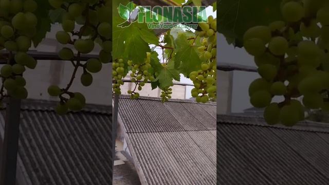 Perawatan Buah Anggur 60 Hari Setelah Pangkas #anggur #urbanfarming #flonasia #grapeyard