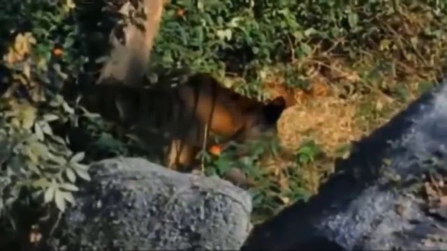 Дикая природа. Король зверей  и другие хищники.