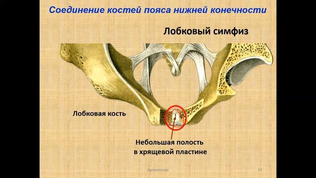 Артрология  3