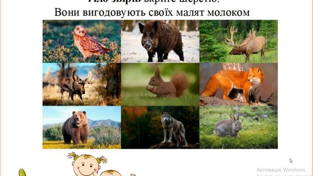 Різноманітність тварин у природі