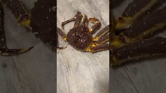Крабы из Владивостока, Камчатский или Дальневосточный ? Может кто знает ? 🦀 #владивосток #крабы